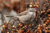 20131229_Siberische braamsluiper_2_Eemshaven